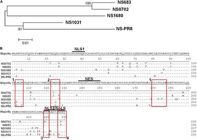 The Impacts of Reassortant Avian Influenza H5N2 Virus NS1 Proteins on Viral Compatibility and Regulation of Immune Responses